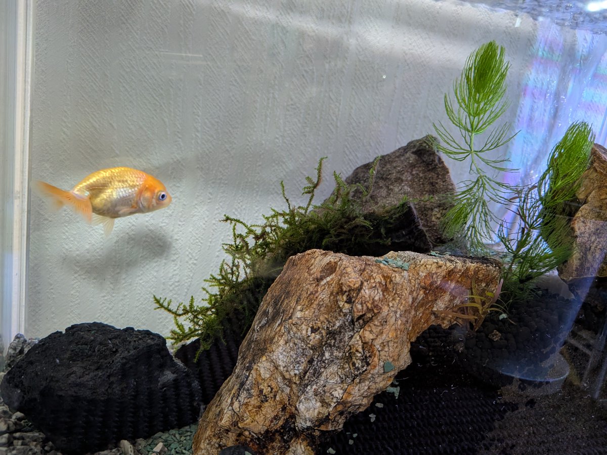 aty___567's tweet photo. 初めて見るそり立つ壁にあ然な様子のらんちゅう🐟 https://t.co/QX2syXcHAY