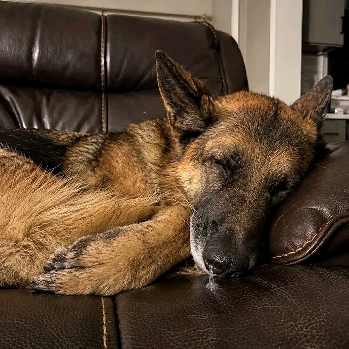 PawShield_ tweet picture