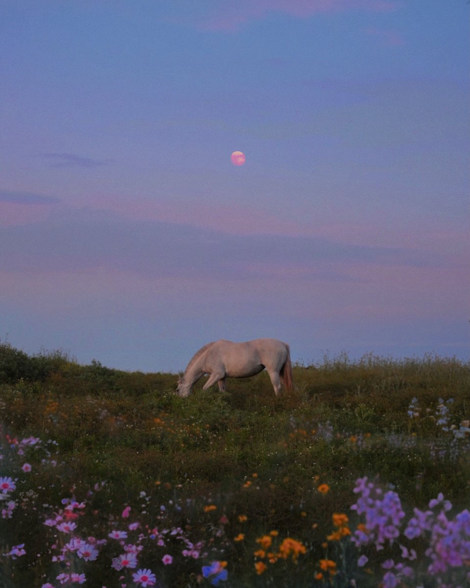 purelivn's tweet photo. under the same moon https://t.co/VGtDm3Y3jy