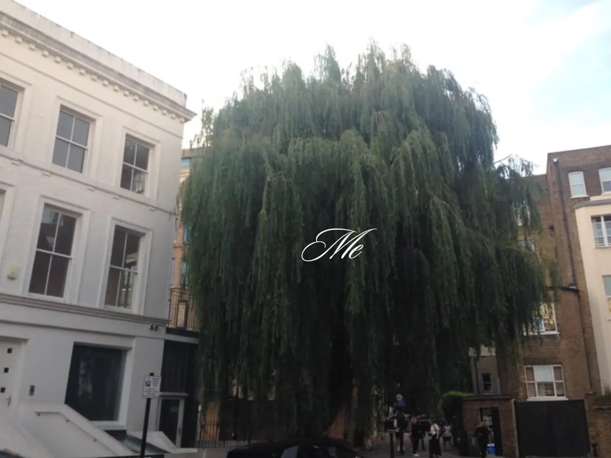 lammours's tweet photo. in another universe i’m a willow tree. https://t.co/c3JQKUWyn0