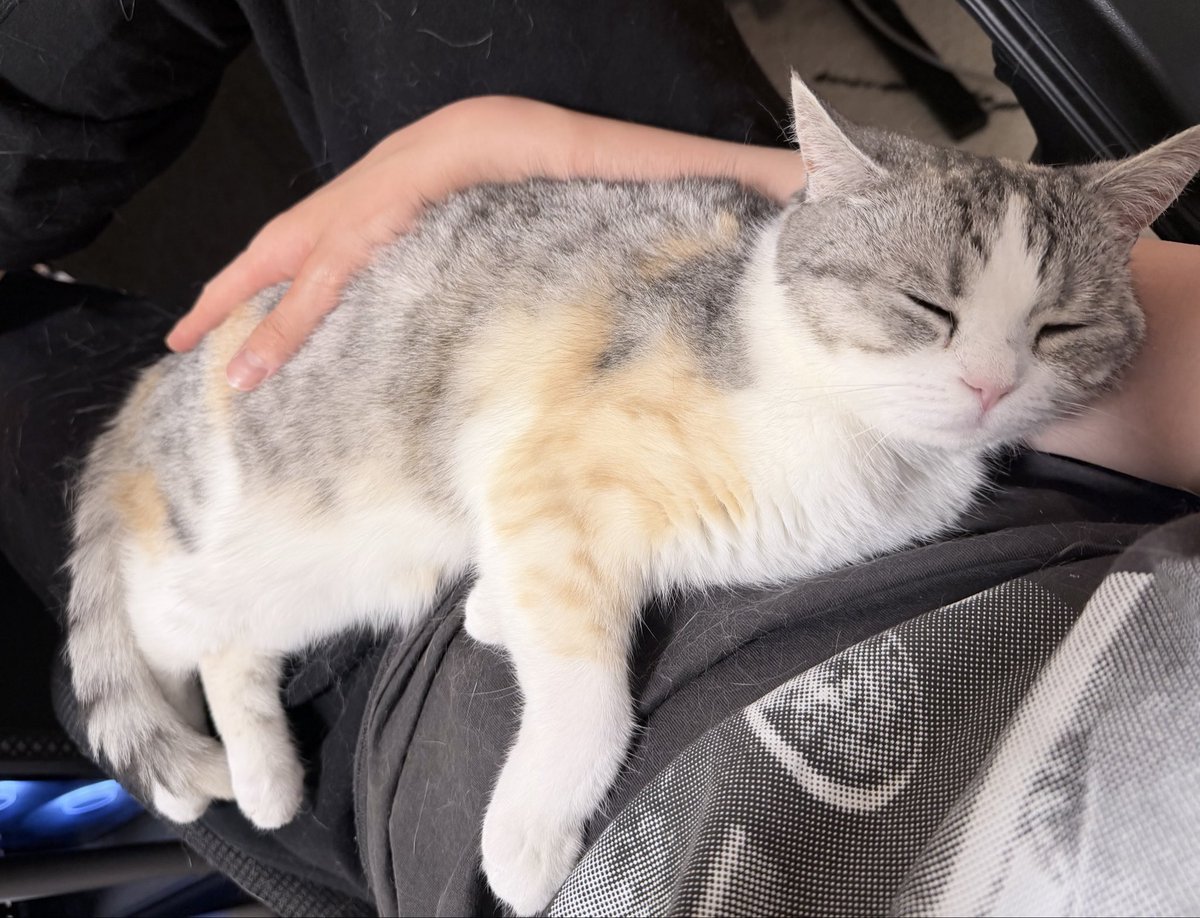 _iroharuhi_'s tweet photo. パパにぺったり🐱💖 https://t.co/B9rlOeBarM