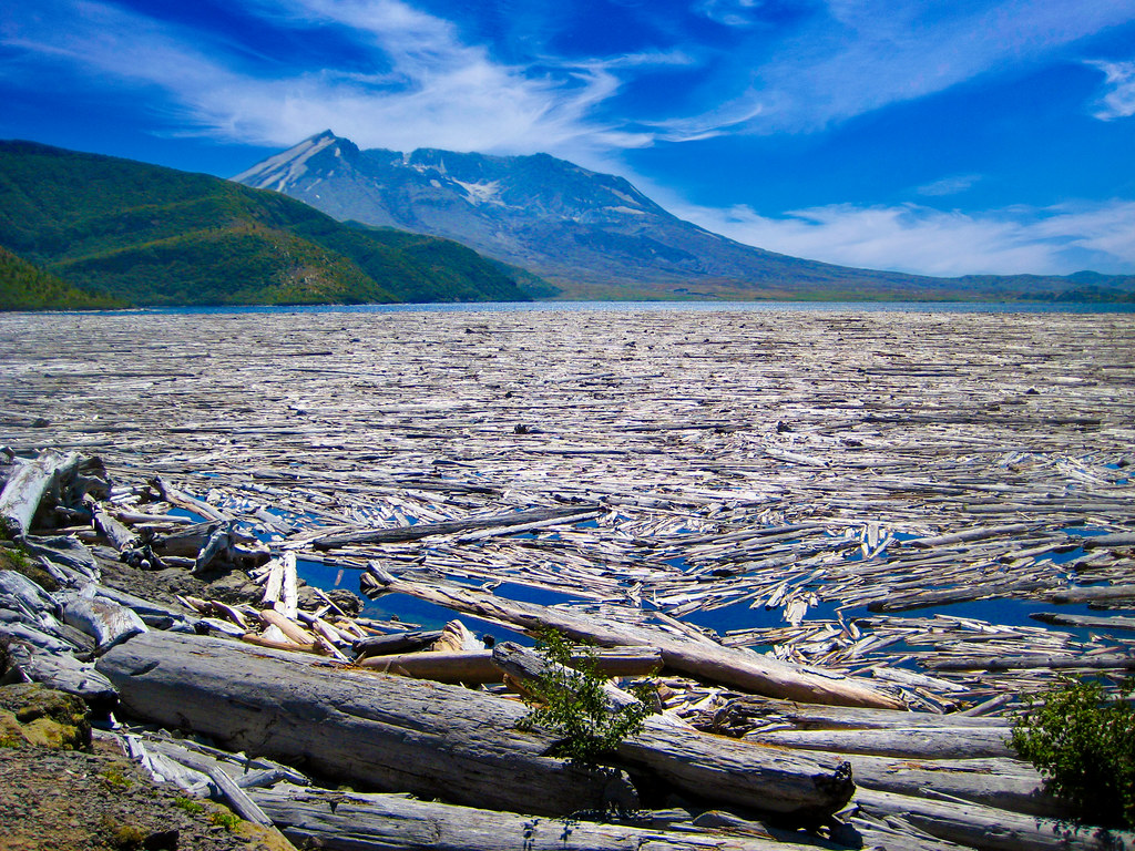 theiaincameron's tweet photo. On 18 May 1980, Mount St Helens exploded sideways. The blast flattened forests for miles and hurled thousands of trees into nearby Spirit Lake.

Remarkably, 46 years later, many are still floating there.

But, inevitably, there’s a twist…

1/n https://t.co/xk3ZOxjxwW