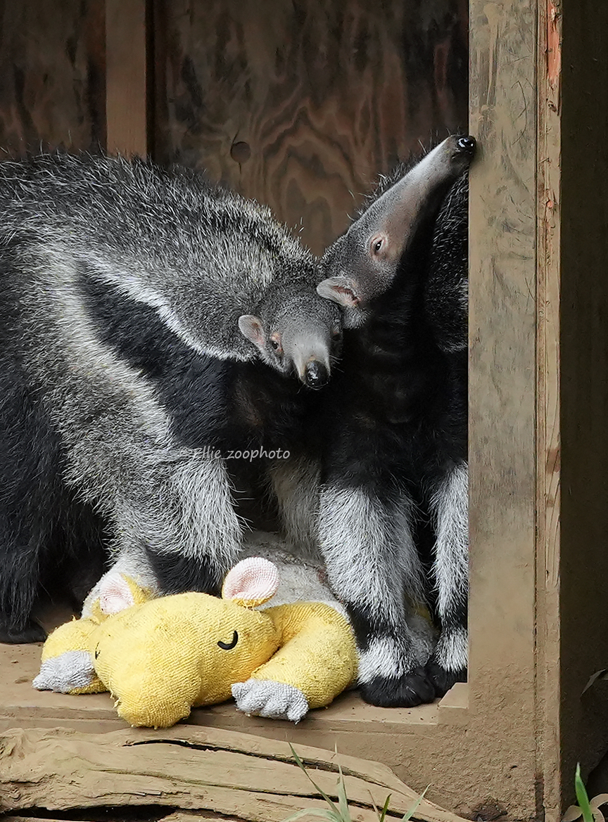 Ellie_zoophoto tweet picture