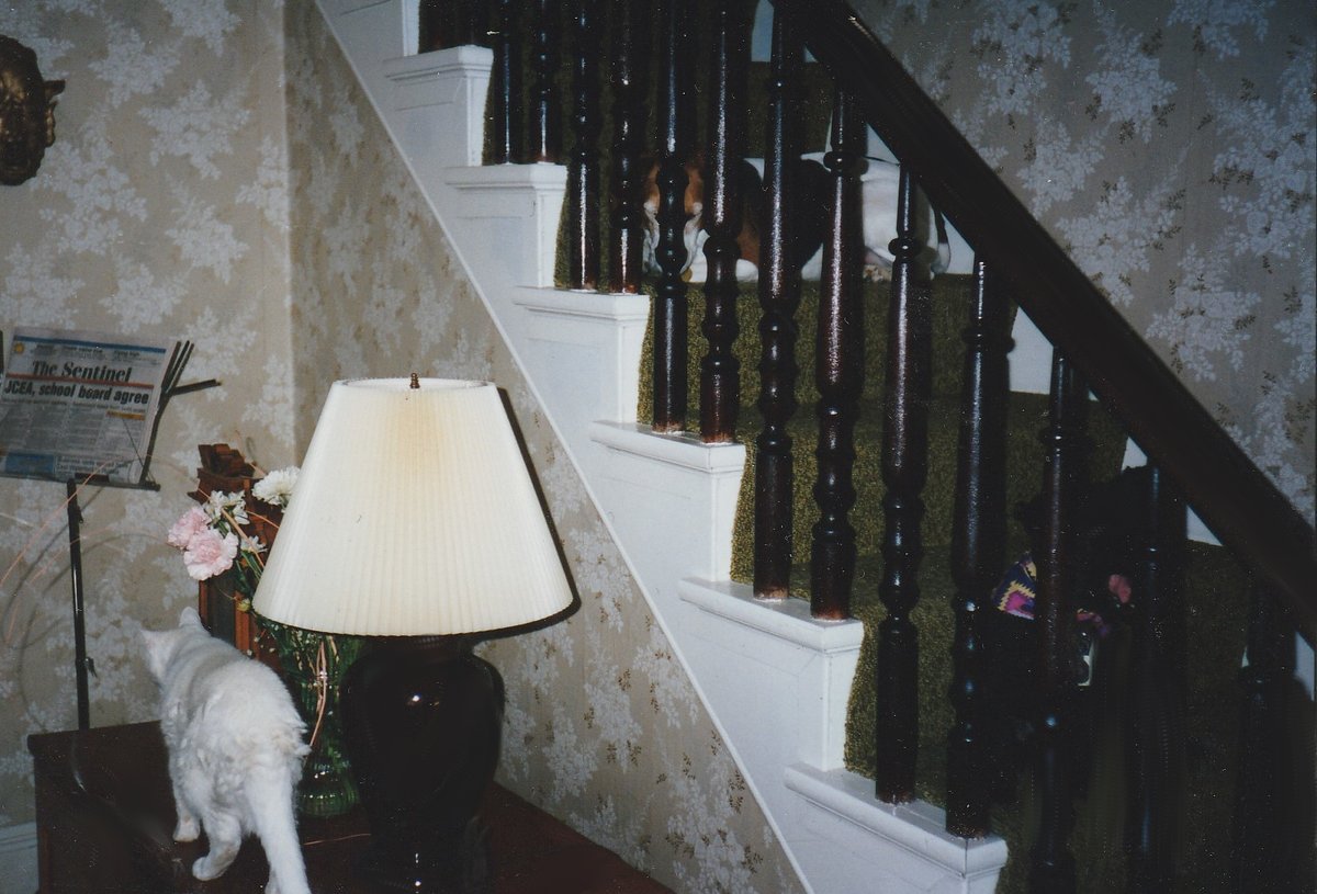 HermitsDaily's tweet photo. My Wonderful Family in 1995--Naomi on the chest, with Winstanne and Chuckie on the stairs. #dog #dogs #dogfamily #dogfamilies #dogpack #dogpacks #dogpackfamily #dogpackfamilies #canine #canines #feline #felines #cat #cats #catfamily #1990s #twentiethcentury #JCEAschoolboardagree https://t.co/7gmbc8JoPq