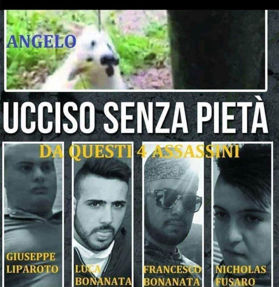 sandrinorusso74's tweet photo. Il Povero Cane Angelo Ucciso senza pietà, per loro solo 16 mesi di condanna e nemmeno un giorno di carcere.
Tutto questo deve e può cambiare. FIRMA ORA e FAI FIRMARE la “Legge Leone” (Carcere Vero per i Reati sugli Animali), Firma al link ministeriale:

https://t.co/bmSeaXmw8o https://t.co/XgZAKGsn8F