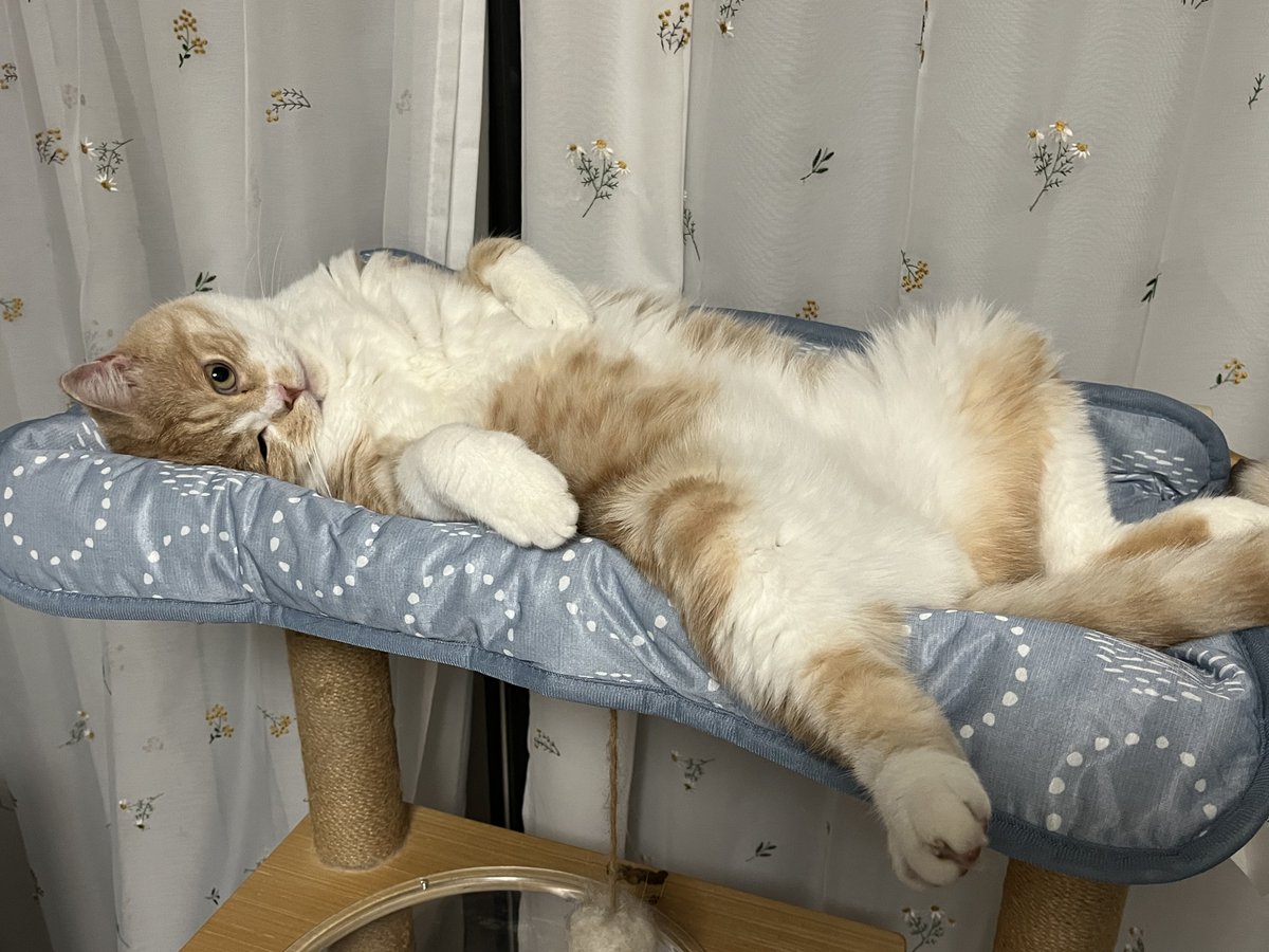 yuki10monkey's tweet photo. なんなんですか、このあざとさは!けしからん
#ねこのいる幸せ
#猫と暮らす生活
#CatlLife https://t.co/lnm8UpiVSC