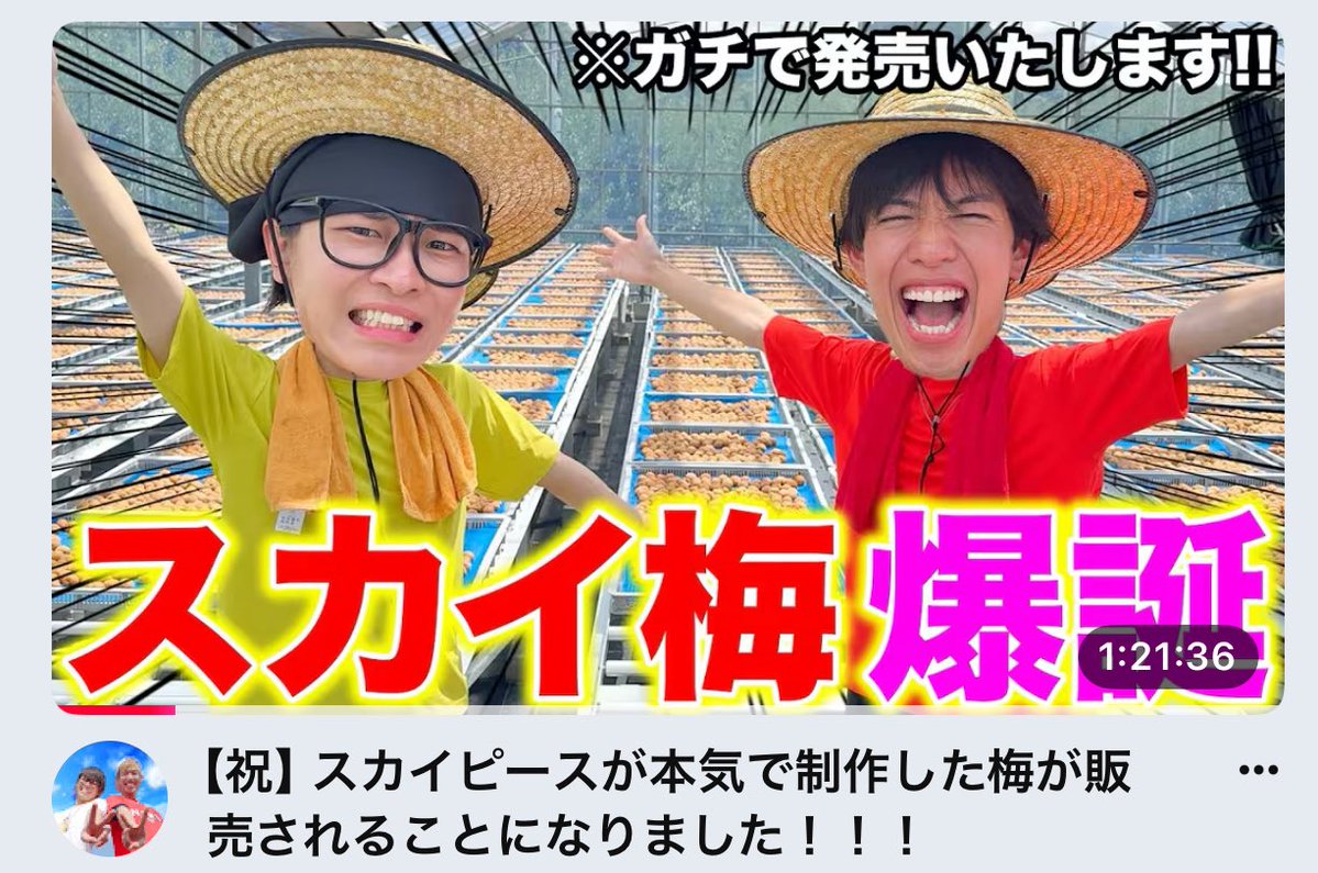 katsumata_farm's tweet photo. スカイピースさんが来てくれました！！
スカイ梅、皆さんお見逃しなく👀☀️

https://t.co/8e6rjN0sq4 https://t.co/tPvpOw5SVB