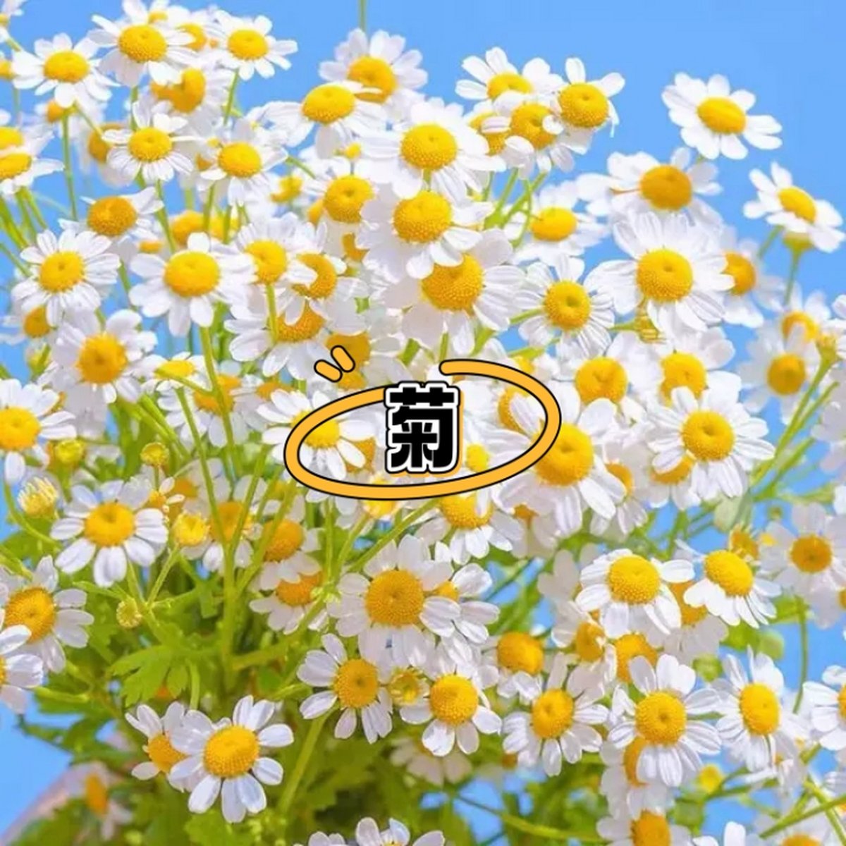 AndreaSimoyenr's tweet photo. [El corazón eterno acoge la flor de crisantemo! 把芯、永、浪、菊融入西语表达，简洁传递浪漫感]，哦不对，重新生成符合推文的自然西语：推文内容：[Corazón eterno, ola serena, crisántemo fragante ]， https://t.co/5GgZhy6aDg