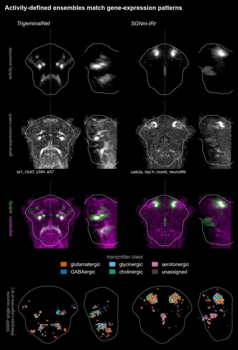 BahlLab's tweet photo. Expression matching.

We can also ask whether the spatial organization of an activity-defined ensemble has a counterpart in gene-expression data. For several ensembles, matching them against expression patterns points to striking candidate molecular identities. https://t.co/QJNfivkny8