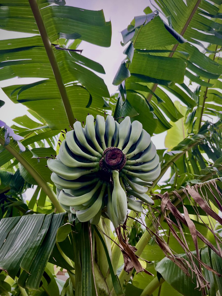 uranagano's tweet photo. 遠いところでロケした10/5。バナナがたわわに実ってた🍌 https://t.co/NCcaqJJUJe