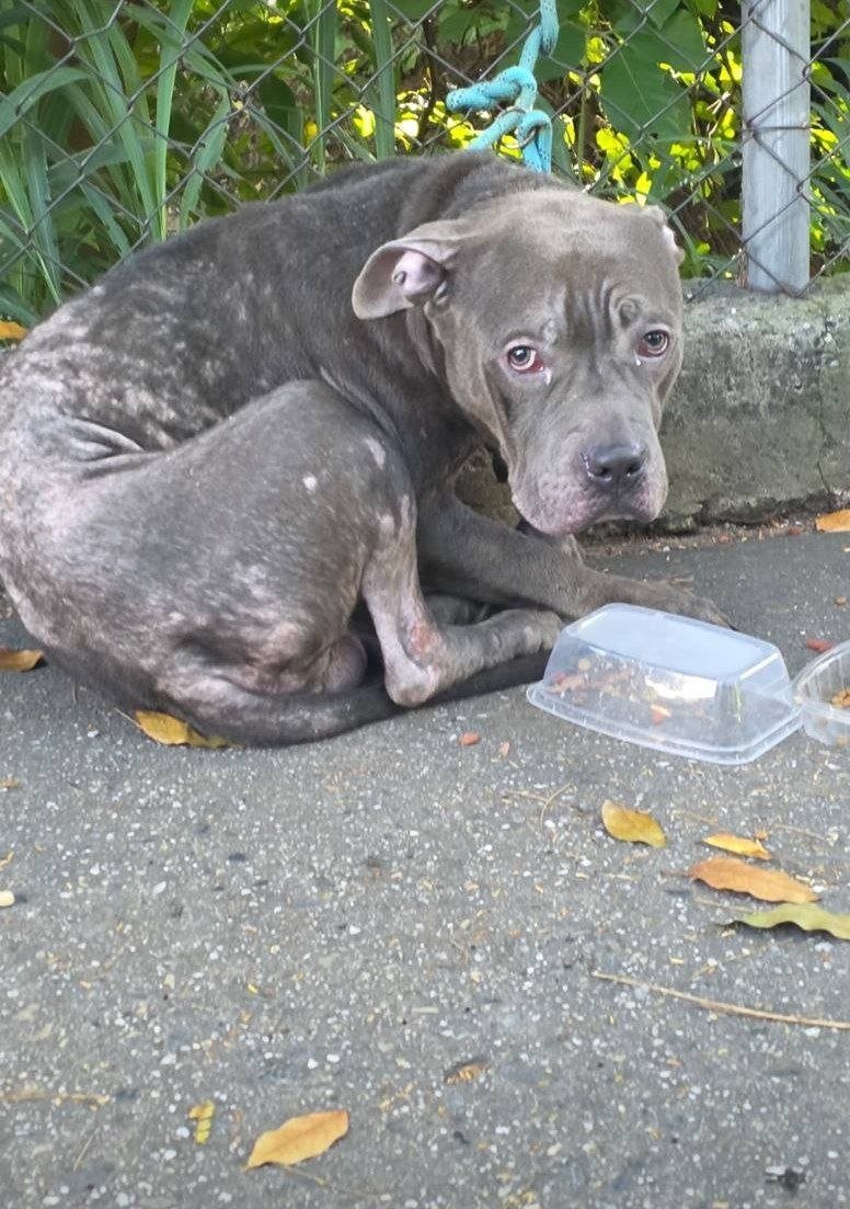 MarvinBeisbol's tweet photo. Desde tempranas horas de este lunes 5 de octubre, hay un perro de raza Bully abandonado cerca del INCES en la calle 4 de La Urbina, Caracas. 

Al parecer tiene dueño. Se busca contacto urgente con algún albergue de mascotas o la Misión Nevado para poder rescatarlo. https://t.co/NJbjyOZOtF