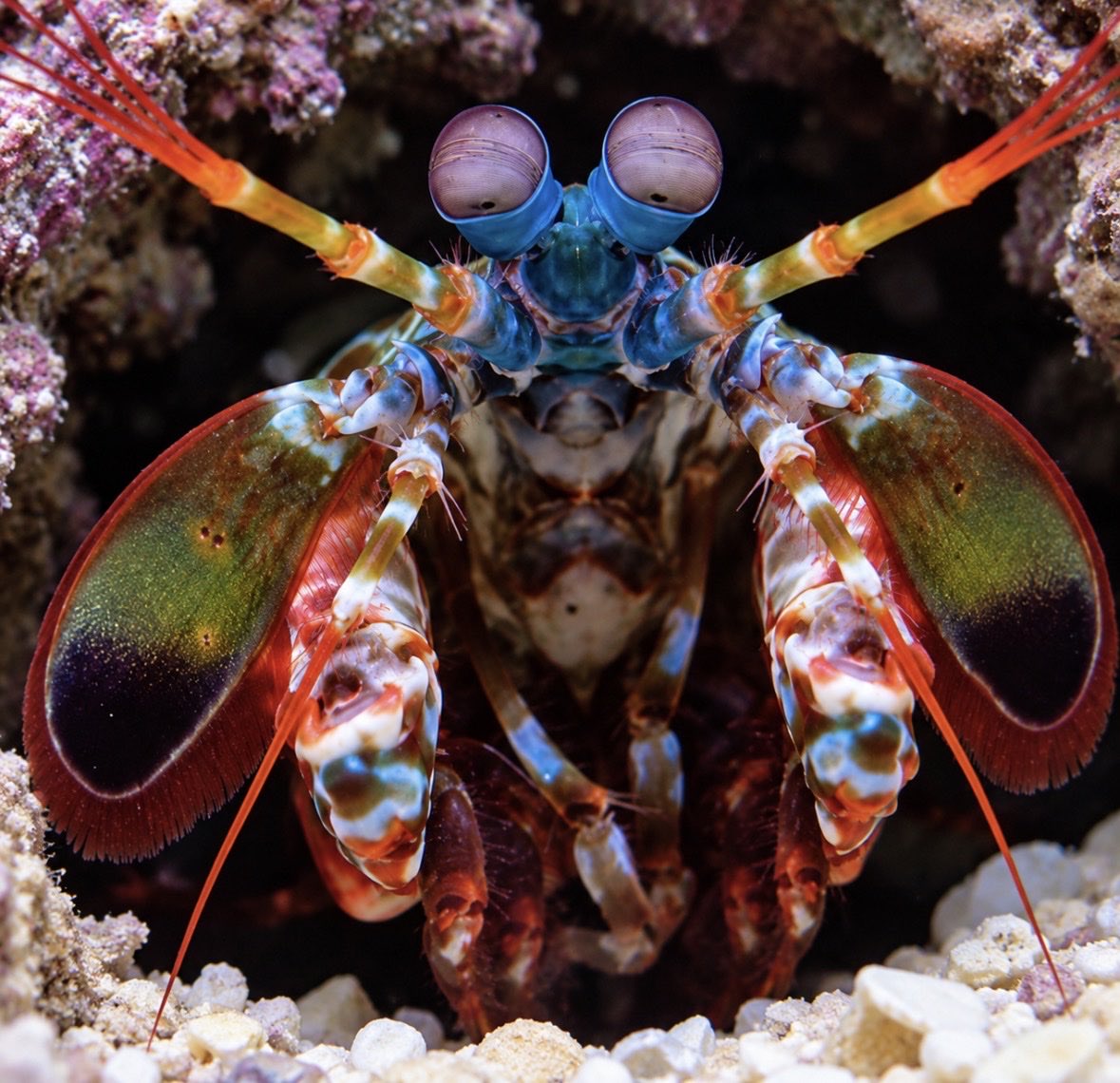 earthcurated's tweet photo. The Peacock Mantis Shrimp, probably the craziest sea creature you’ll see today! https://t.co/byWA87tKuI