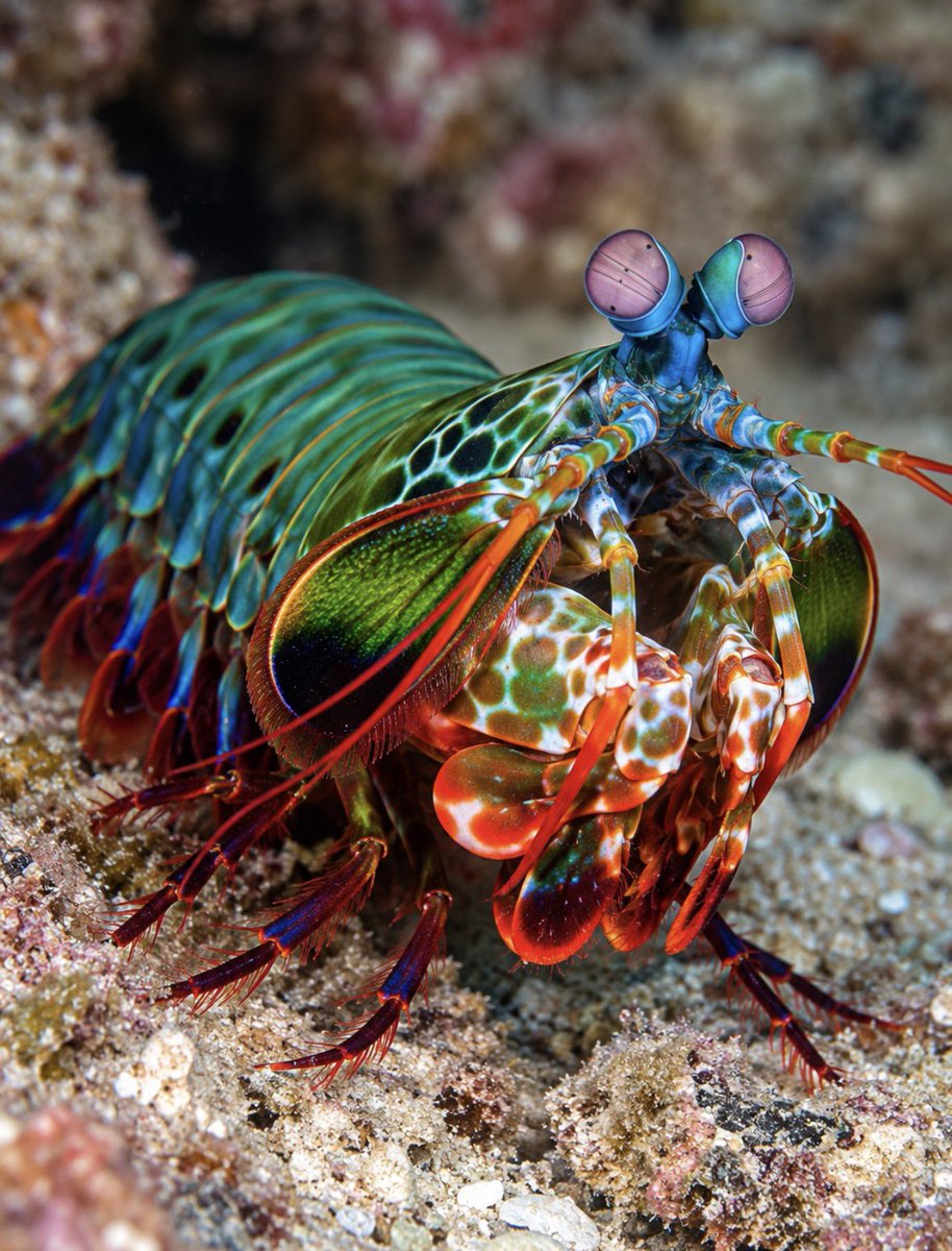 earthcurated's tweet photo. The Peacock Mantis Shrimp, probably the craziest sea creature you’ll see today! https://t.co/byWA87tKuI
