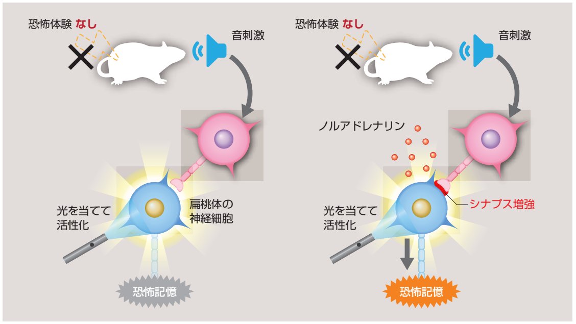 RIKEN_JP's tweet photo. 今年の #ノーベル生理学・医学賞 は、光遺伝学に関する発見に対しカール・ダイセロス博士ら3人の研究者に贈られました。光を使って神経活動を自在に操るこの技術は、今日の理研の脳神経科学研究になくてはならないものとなっています。その一例をご紹介します。

https://t.co/dm6Sr1y4c6
(4.3MB) https://t.co/Z22yqrEtI0