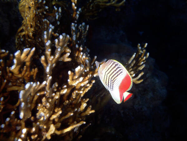 HurmerintaArt's tweet photo. The Crown Butterflyfish. Underwater photograph.
#wallart #marinelife #tropicalfish #giftidea #underwater #naturephotograph https://t.co/PMOrVzOppI https://t.co/eOalL8k1Lv