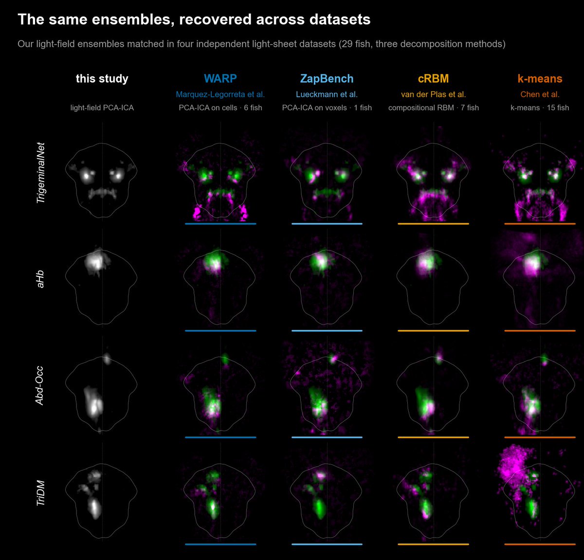 BahlLab's tweet photo. Across datasets.

The same functional ensembles reappear across independent datasets, with remarkably consistent spatial organization. This gives us a common reference for linking activity across experiments and connecting it to structural and molecular datasets. https://t.co/gZVLoQLj2h