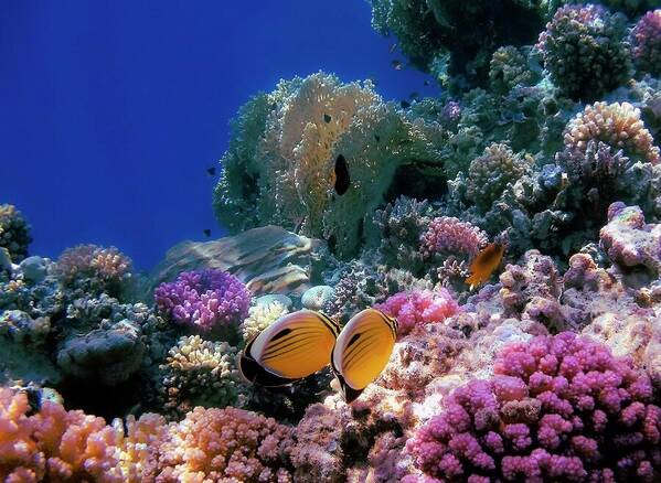 HurmerintaArt's tweet photo. The Exquisite Butterflyfish in the Red Sea.
#underwater #photograph #tropicalfish #marinelife #adventure #giftidea #wallartforsale #cards #mugs https://t.co/AfubK4Ygmj https://t.co/kOFO9bKnX5
