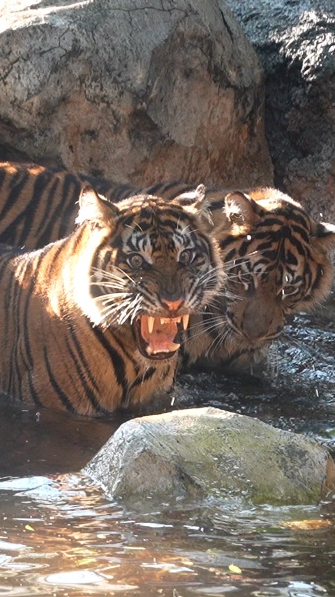 akemi3060's tweet photo. 左　普段は優しいベラニが怒った顔
右　レスタのフレーメン顔

#sumatrantiger 
#スマトラトラ
#上野動物園 https://t.co/PLGjYuRwcj