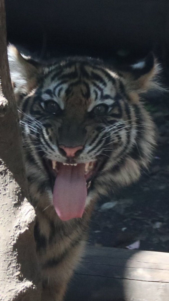 akemi3060's tweet photo. 左　普段は優しいベラニが怒った顔
右　レスタのフレーメン顔

#sumatrantiger 
#スマトラトラ
#上野動物園 https://t.co/PLGjYuRwcj