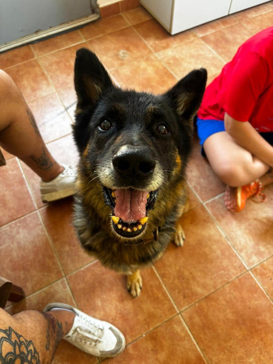SosAbuelos1's tweet photo. #HUESCA
#NOMAD vivió 10 años con "unos que lo tenían" hasta que ella se quedó embarazada y decidieron que él sobraba

Es cariñoso. Solo necesita que le hagan caso

Lo que le han hecho a este perro no tiene nombre ¡Demostrémosle que también hay humanos buenos!

WhatsApp 625923947 https://t.co/eAf84lWWrB