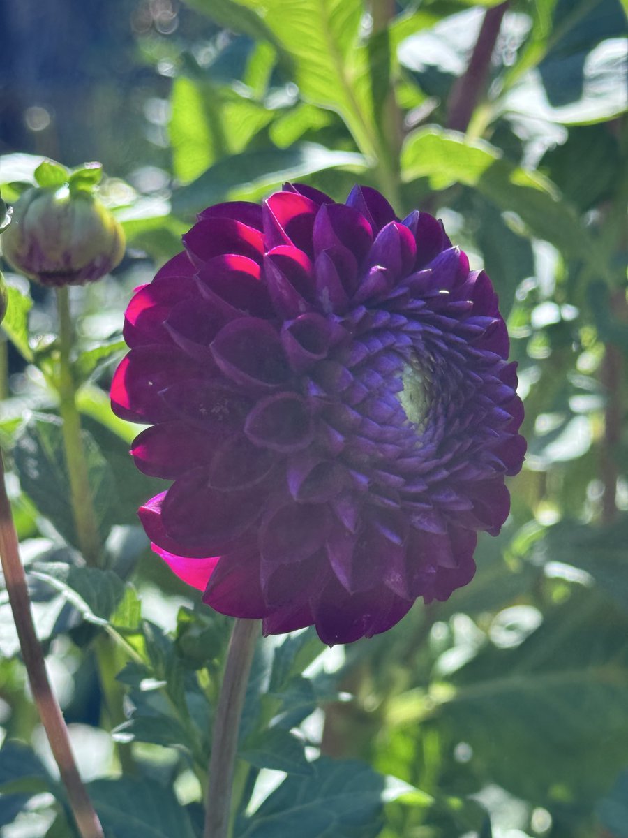 GardenBrocante's tweet photo. The dahlia patch is looking its best at the moment! ☀️🍁☀️ https://t.co/OqPK7mmgUD