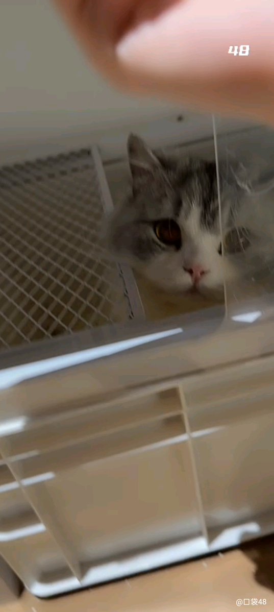 geaiwen's tweet photo. lulu and ashui are truly a goofy combo https://t.co/Qtq0d9tbOm