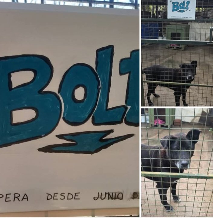 ComoNoAdorarlos's tweet photo. Me llamo BOLT💙amigos 👋espero desde junio 2023 en un canil de @_ACPLA Refugio Palomar una familia👪  Soy bueno, estoy castrado, vacunado...
PARA ADOPTARME MANDÁ WHATSAPP🙏 AL
📱114027-6717 🫶 Me llevan a domicilio por la zona y hasta CABA👇
#adopcionresponsable https://t.co/EsdPpk896t