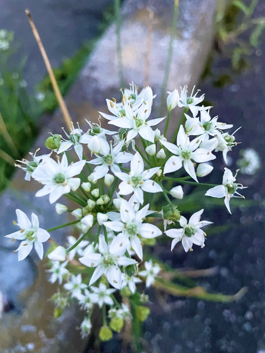 MioraDreamDiary's tweet photo. いつかの #お散歩 ログ👣

花期の長いニラの花も
そろそろ終わりかな。
レースフラワーに似て
楚々としてきれい✨

茎や葉っぱをちぎると、
しっかりニラの香り。
水仙(有毒)との誤食予防にも。

水仙の葉が出るのは主に冬で、
季節の違いでも見分けられる

#TLを花でいっぱいしよう 
#キリトリセカイ https://t.co/dVIC3He6gE
