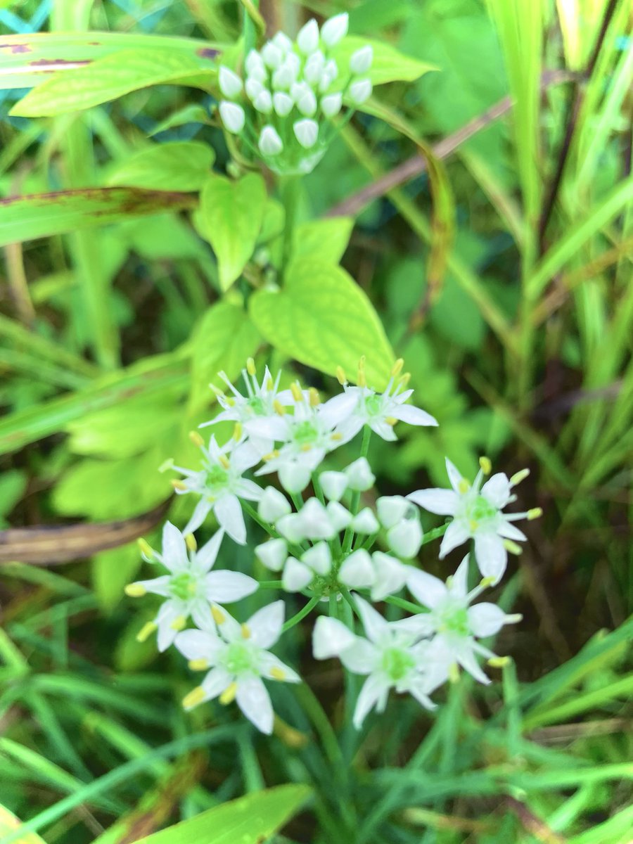 MioraDreamDiary's tweet photo. いつかの #お散歩 ログ👣

花期の長いニラの花も
そろそろ終わりかな。
レースフラワーに似て
楚々としてきれい✨

茎や葉っぱをちぎると、
しっかりニラの香り。
水仙(有毒)との誤食予防にも。

水仙の葉が出るのは主に冬で、
季節の違いでも見分けられる

#TLを花でいっぱいしよう 
#キリトリセカイ https://t.co/dVIC3He6gE