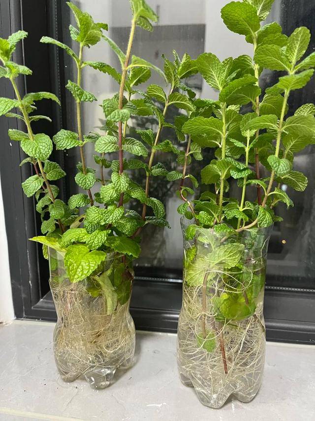 BriannaMarwj's tweet photo. [Quién dijo que las plantas solo necesitan agua Este fertilizante (丝肥)补给营养，让植物像舶物一样活力满满！] https://t.co/TfbxNJWReH