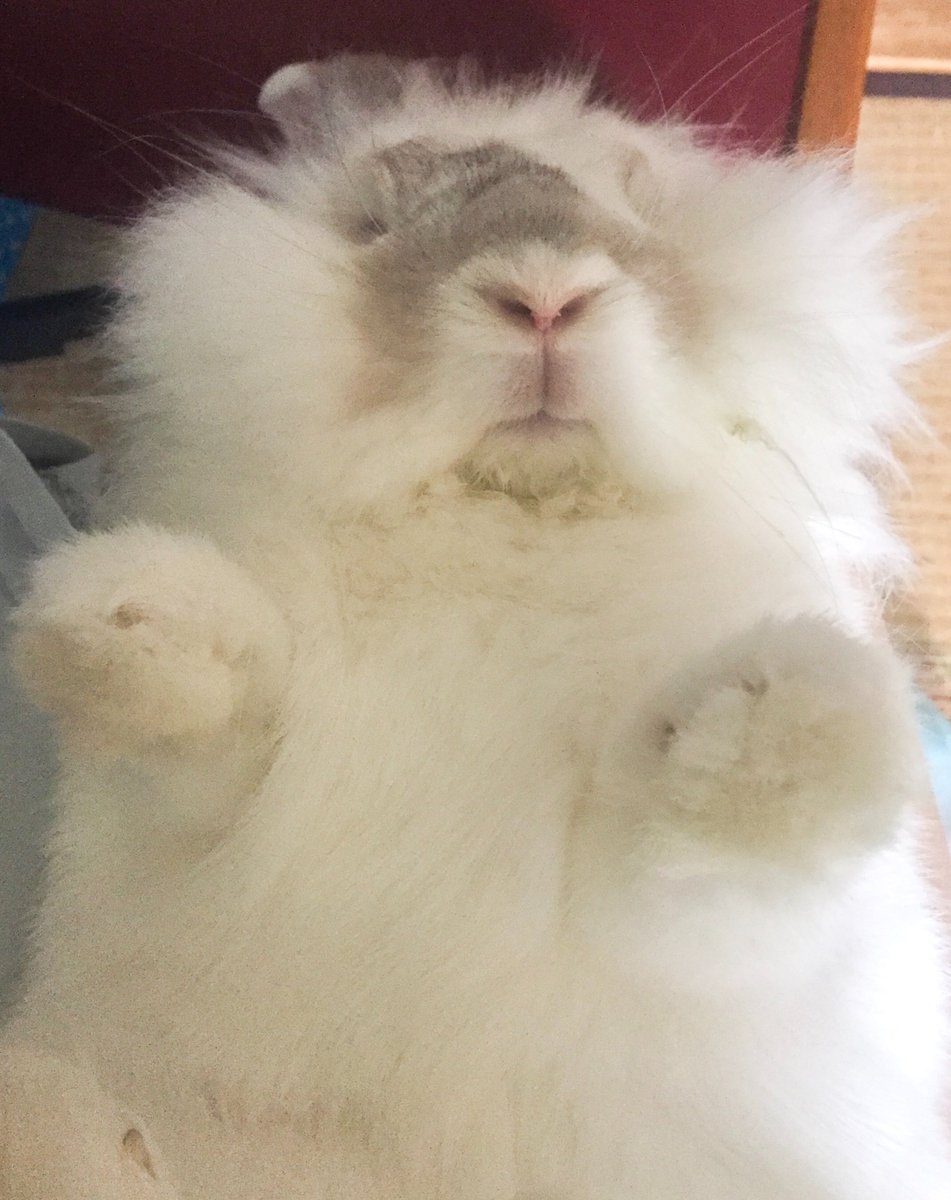 nanatokml's tweet photo. ブラッシング中のルカ🐰(仰向け抱っこの危険性は自分で調べてね⭐️)
ブラッシングはいつも私の膝上でしてました。歯のチェックや爪切りも。

ただある時からスプレー行為が酷くなり粗相をする様に😂だから必ずトイレシートを敷いてました。暴れはしないけど不満ではあったんだろうな… https://t.co/1Ul4CKUsUk