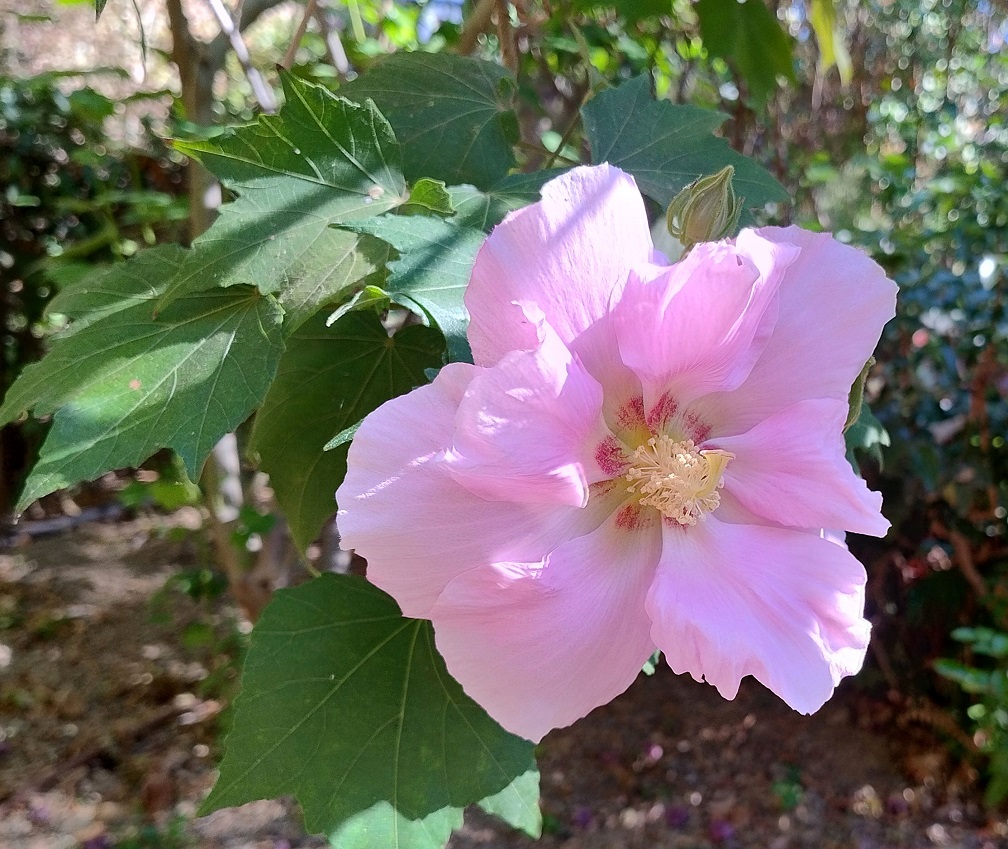 JBHConcepcion's tweet photo. Como siempre en esta época, una de las flores más hermosas del #jardín es la que nos ofrece Hibisucs mutabilis; su flor "muta" del blanco al principio al fucsia antes de marchitar, pasando por este delicado rosa de las fotografías #flores #flowers #Malaga #garden https://t.co/kq8DsNyDYD