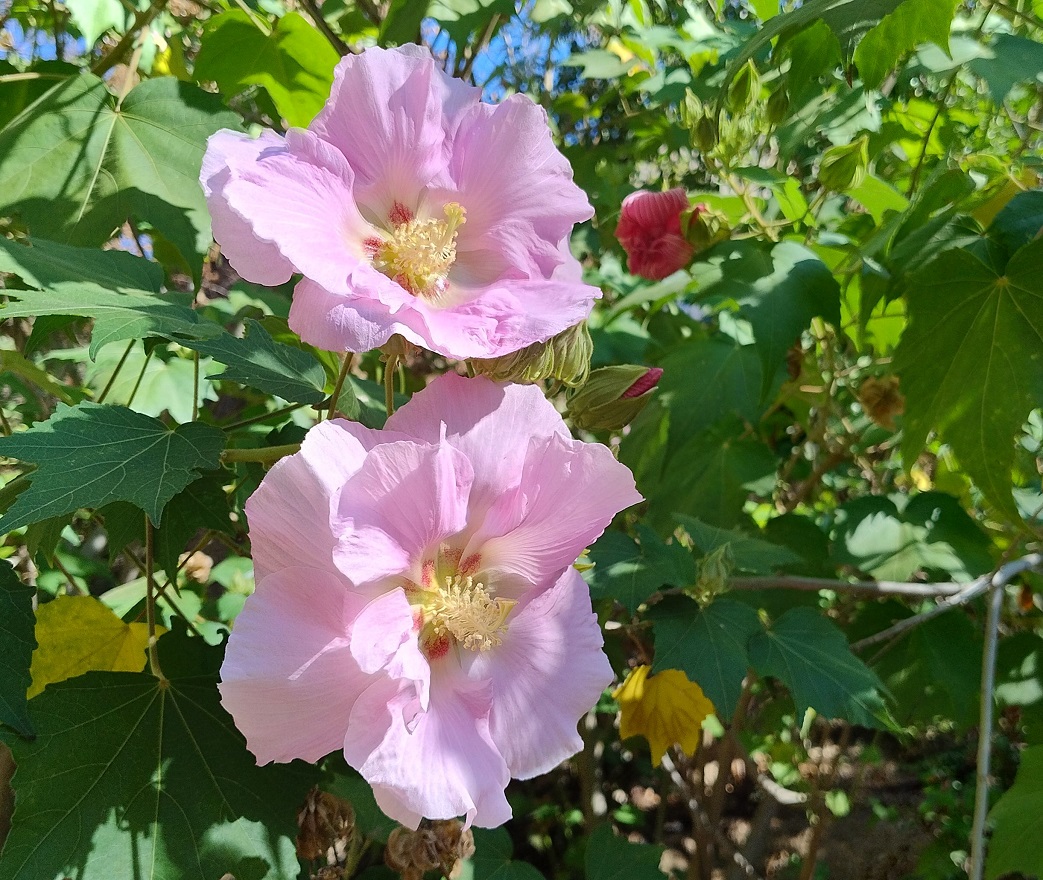 JBHConcepcion's tweet photo. Como siempre en esta época, una de las flores más hermosas del #jardín es la que nos ofrece Hibisucs mutabilis; su flor "muta" del blanco al principio al fucsia antes de marchitar, pasando por este delicado rosa de las fotografías #flores #flowers #Malaga #garden https://t.co/kq8DsNyDYD