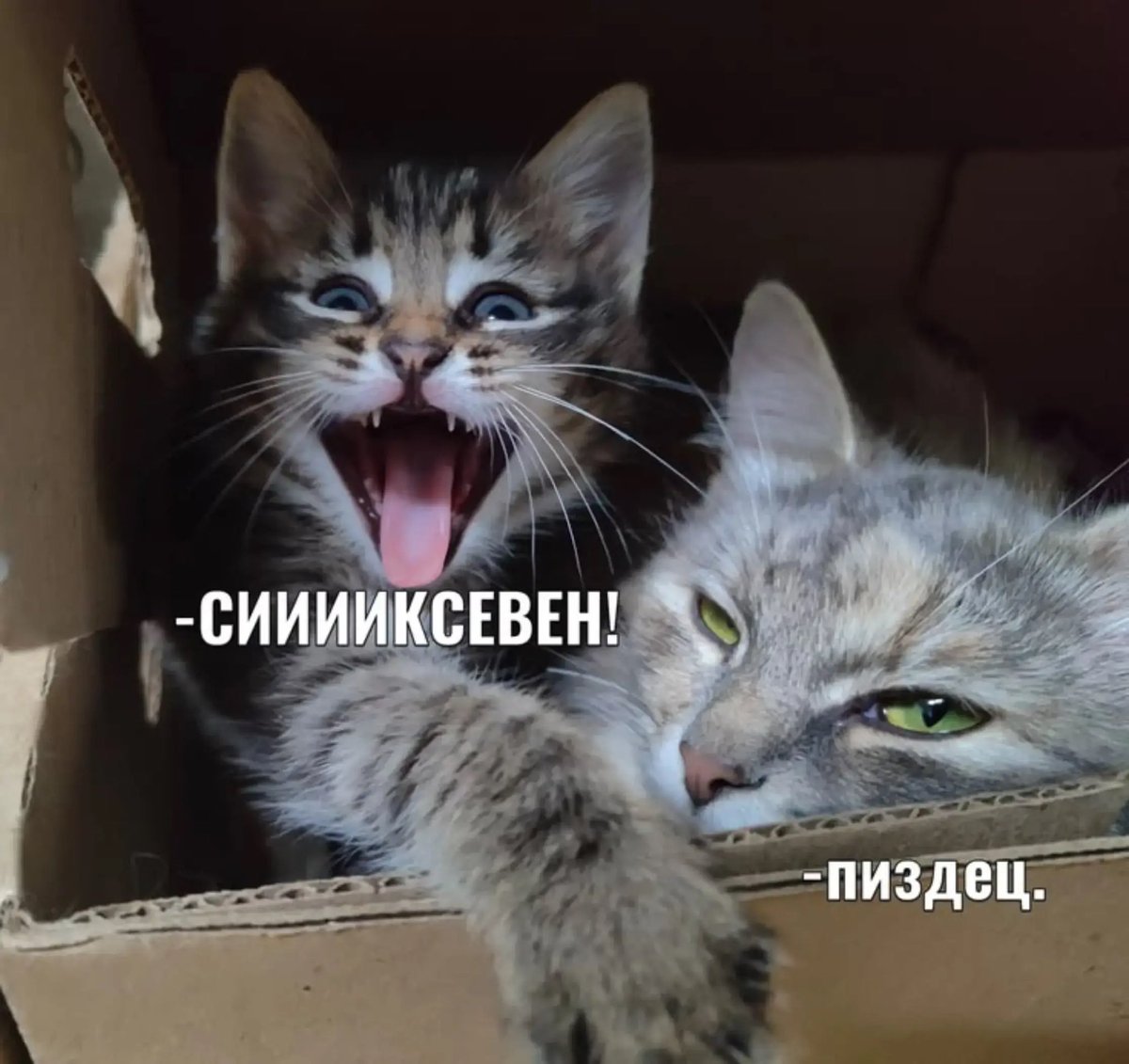 Motar_TVX's tweet photo. @lissovskaya0 Во, на, ксли тчо, тут мой юз, если хояешь то еиши, у меня еще есть мемв https://t.co/hv6xNsFlrk