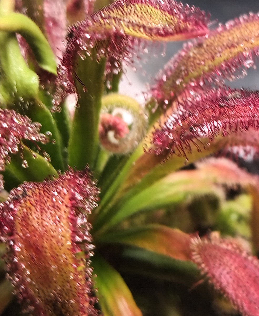 TomWayne1385317's tweet photo. Drosera flower update!
D. Capensis "Hercules" is making 1st flower scape!
D. Capensis Albino first flower almost open
Drosera Madagascarensis is slowly raising its tiny flower
D. Capensis flower scape is unwinding
#drosera
#sundew https://t.co/JNLPrXXsMS