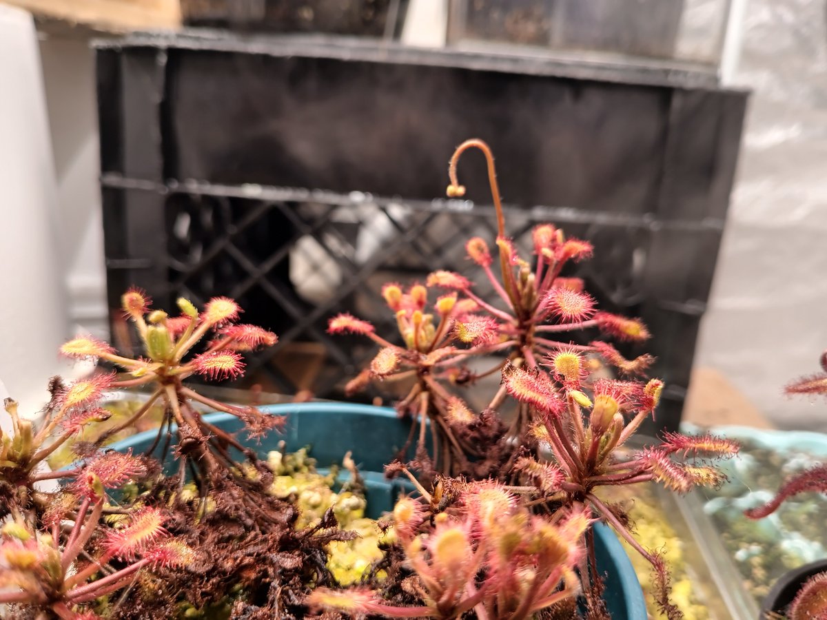 TomWayne1385317's tweet photo. Drosera flower update!
D. Capensis "Hercules" is making 1st flower scape!
D. Capensis Albino first flower almost open
Drosera Madagascarensis is slowly raising its tiny flower
D. Capensis flower scape is unwinding
#drosera
#sundew https://t.co/JNLPrXXsMS
