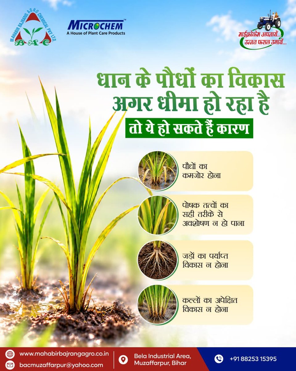 MahabirBajrang's tweet photo. हर किसान चाहता है कि उसके खेत की फसल लहलहाए, पौधे अच्छे बने रहें, बढ़वार और पैदावार अच्छी हो और उसकी मेहनत का सही परिणाम मिले। 

धान की खेती में बेहतर परिणाम की ओर एक कदम बढ़ाएँ NITROSHREE के साथ।

नाइट्रोश्री अपनाया, फसलों में फूल और फल जगमगाया। 

#agriculture #paddyfarming https://t.co/QFPQHFEzCy