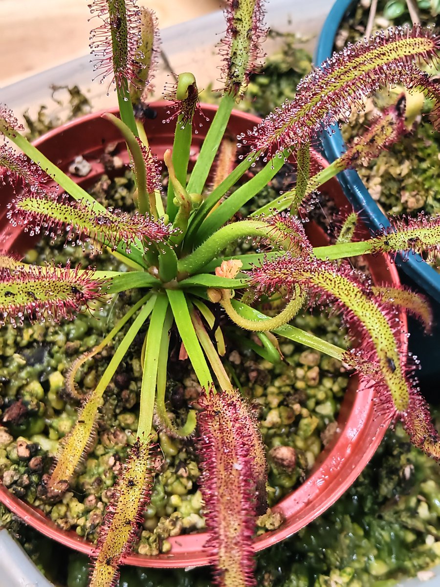 TomWayne1385317's tweet photo. Drosera flower update!
D. Capensis "Hercules" is making 1st flower scape!
D. Capensis Albino first flower almost open
Drosera Madagascarensis is slowly raising its tiny flower
D. Capensis flower scape is unwinding
#drosera
#sundew https://t.co/JNLPrXXsMS