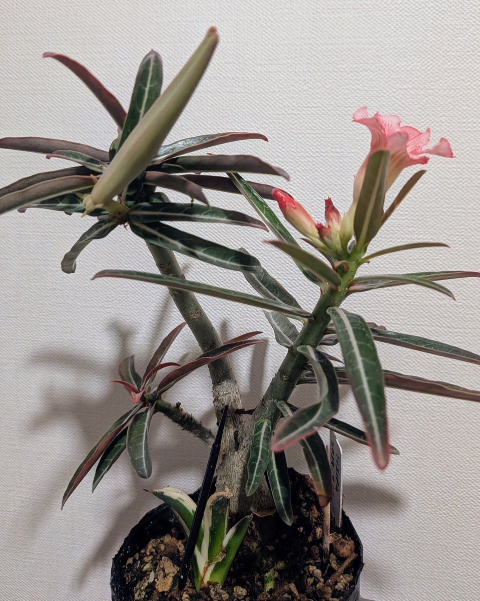 Gashu's tweet photo. アデニウム・ソマレンセ　クリスパム
種鞘と花

縮れた葉が目立ってくるのはまだ時間がかかるのかな https://t.co/YVz6B4LXsw