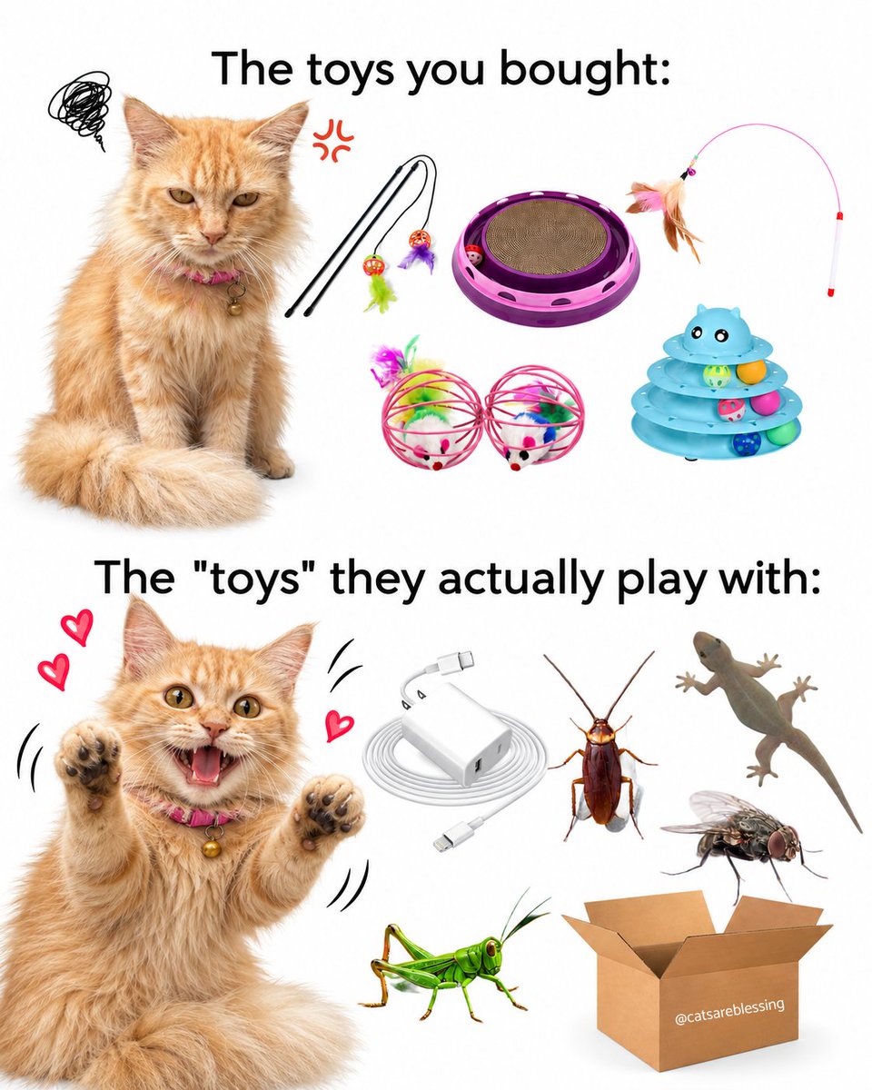 catsareblessing's tweet photo. https://t.co/MTkmltzJWR