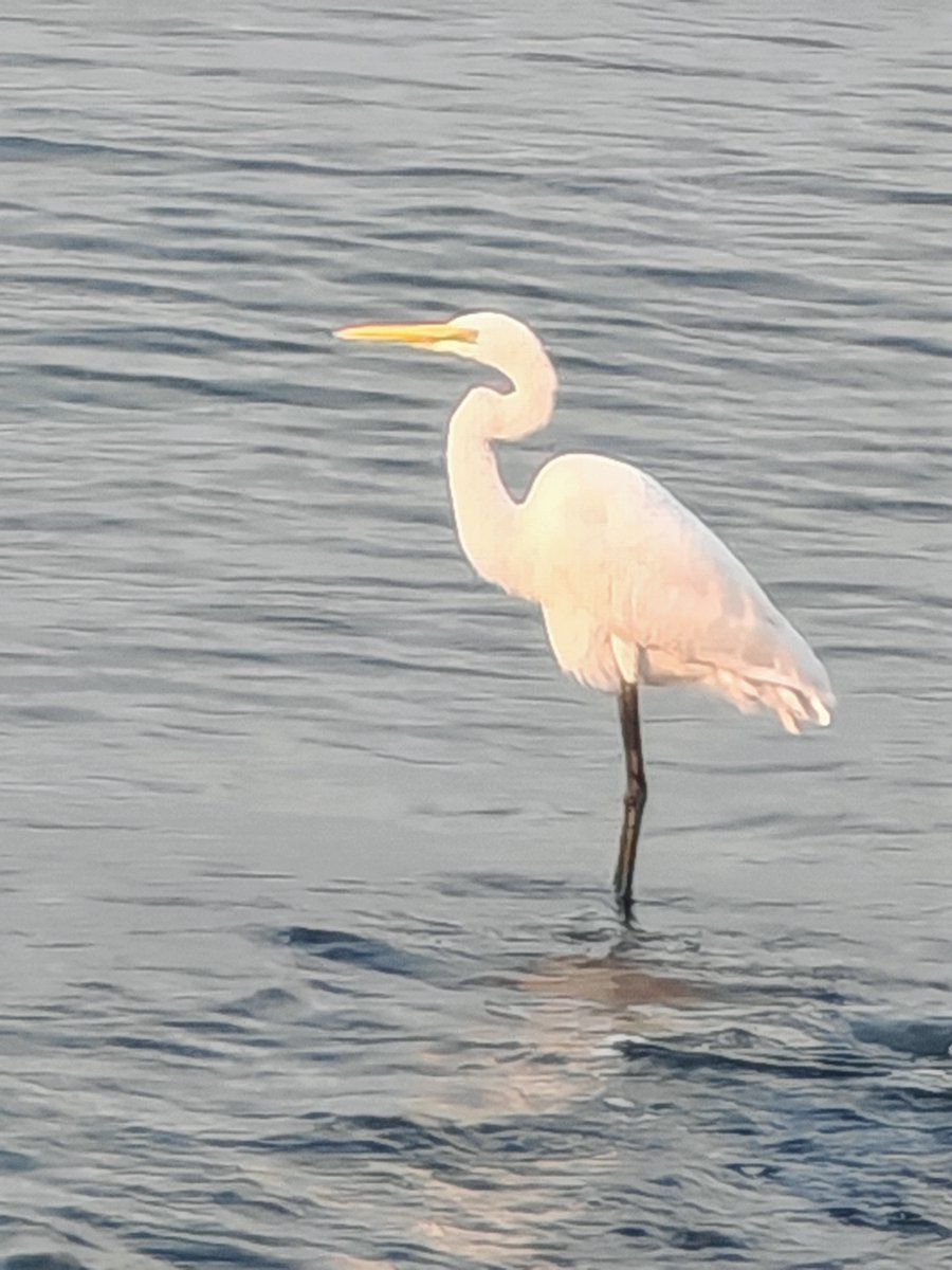 RomonaMccuxsh's tweet photo. En el amanecer, el pájaro posado en la arena rota, el agua fluye suavemente sobre las rocas colocadas ordenadamente, creando una escena tranquila y hermosa. https://t.co/pgL7DmXlYv