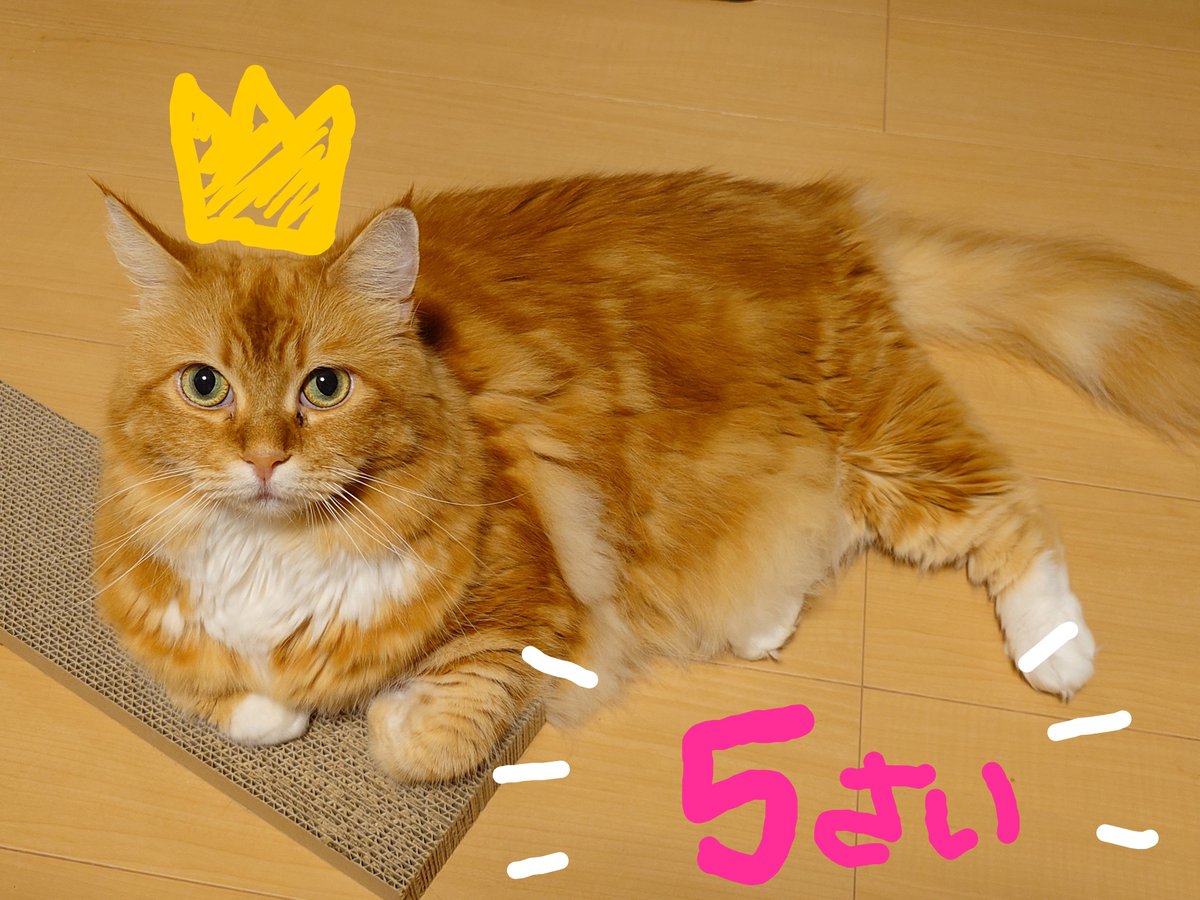 cohey_t's tweet photo. 本日はみかんちゃん５歳の誕生日🍊🎉 https://t.co/9SwPOvgivn