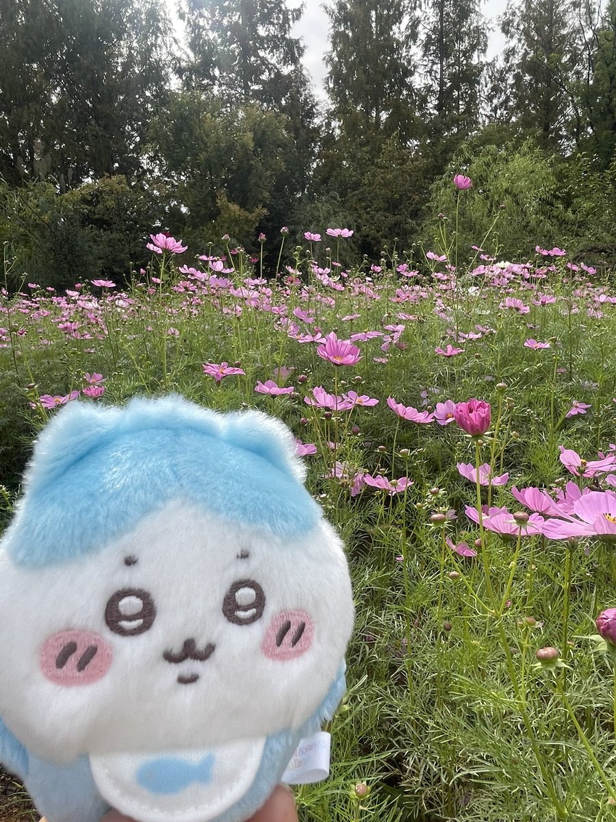 choqz0a's tweet photo. 주말에 아기하치 꽃구경 시켜줌ㅎㅎ https://t.co/yc0ZVMdsEf