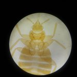 Photo by townandcountrypest (@TCPestSolutions)