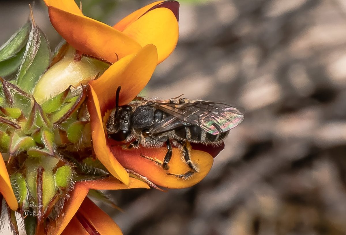 TheHolyHabibee's tweet photo. Bee of the day #345 is from a large genus of small bees: an Australian Lasioglossum (Chailaictus), with a possible species lanarium. Why the uncertainty? You'd need a microscope to confirm the ID at the species level, something about the wing venation (or male genitalia in boys). 

For this bee in particular, you'd need to see the "tomentum", which is a fine coating of short and fuzzy hairs that cover its abdomen (particular T5, the 5th tergite segment). 

The Chilaitcus subgenus is the largest Australian group of Halictidae ("sweat bees" family) with some ~134 species (according to Michner, citing Ken Walker). Their distinguishing feature is in the labrum ("upper lip), of which females have a broad surface with teeth on the outer edges. Otherwise, the subgenus varies greatly in appearance, with some being brightly metallic, others drab, and other resmebeling other bee genera like Homalictus

Alas, bee spotting is not like vertebrate spotting, a photo is not enough to confirm what you're seeing, but it's enough to show a pretty specimen 

📷Roger Williams, Canberra