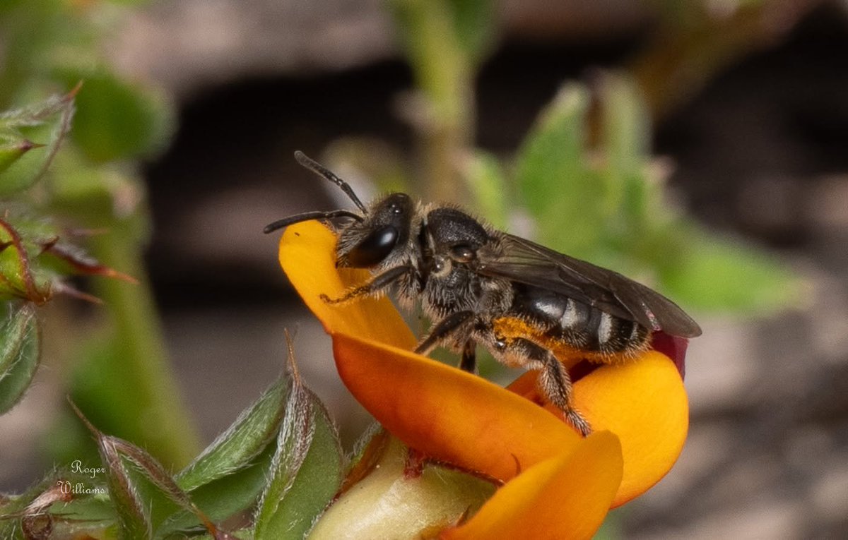 TheHolyHabibee's tweet photo. Bee of the day #345 is from a large genus of small bees: an Australian Lasioglossum (Chailaictus), with a possible species lanarium. Why the uncertainty? You'd need a microscope to confirm the ID at the species level, something about the wing venation (or male genitalia in boys). 

For this bee in particular, you'd need to see the "tomentum", which is a fine coating of short and fuzzy hairs that cover its abdomen (particular T5, the 5th tergite segment). 

The Chilaitcus subgenus is the largest Australian group of Halictidae ("sweat bees" family) with some ~134 species (according to Michner, citing Ken Walker). Their distinguishing feature is in the labrum ("upper lip), of which females have a broad surface with teeth on the outer edges. Otherwise, the subgenus varies greatly in appearance, with some being brightly metallic, others drab, and other resmebeling other bee genera like Homalictus

Alas, bee spotting is not like vertebrate spotting, a photo is not enough to confirm what you're seeing, but it's enough to show a pretty specimen 

📷Roger Williams, Canberra