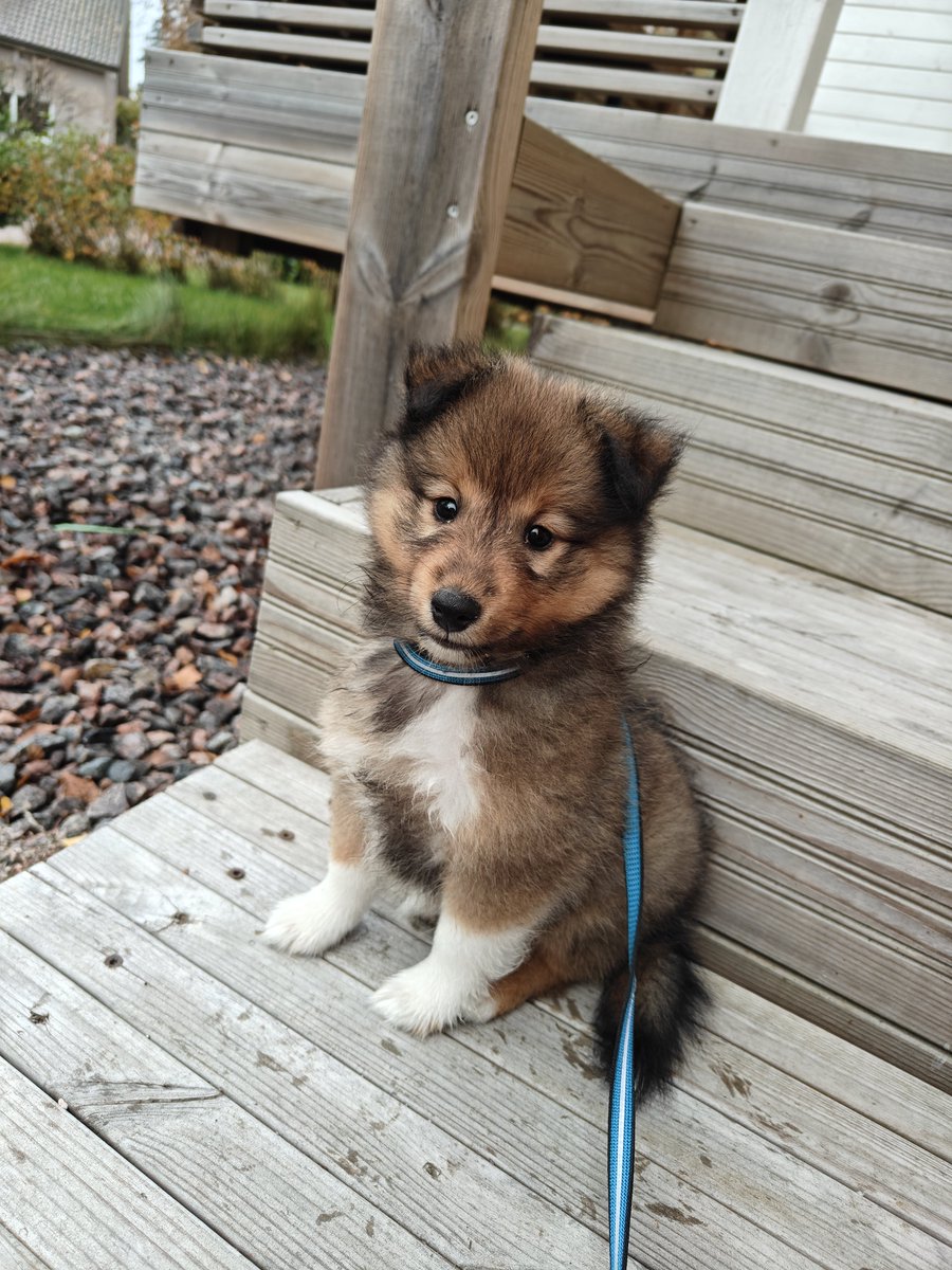 FuuStreams's tweet photo. Yksi isoimmista haaveistani toteutui lauantaina 🥰 Tässä on Jeppe, ensimmäinen ikioma koirani 🐶💖

Striimit ja "Lokakuun Säikyttelyt" jäävät luonnollisesti nyt pienelle tauolle kun totuttelemme yhdessä pentuarkeen, mutta toivottavasti pääsen pian jatkamaan striimailuja ☺️ https://t.co/YZhqftsrZL