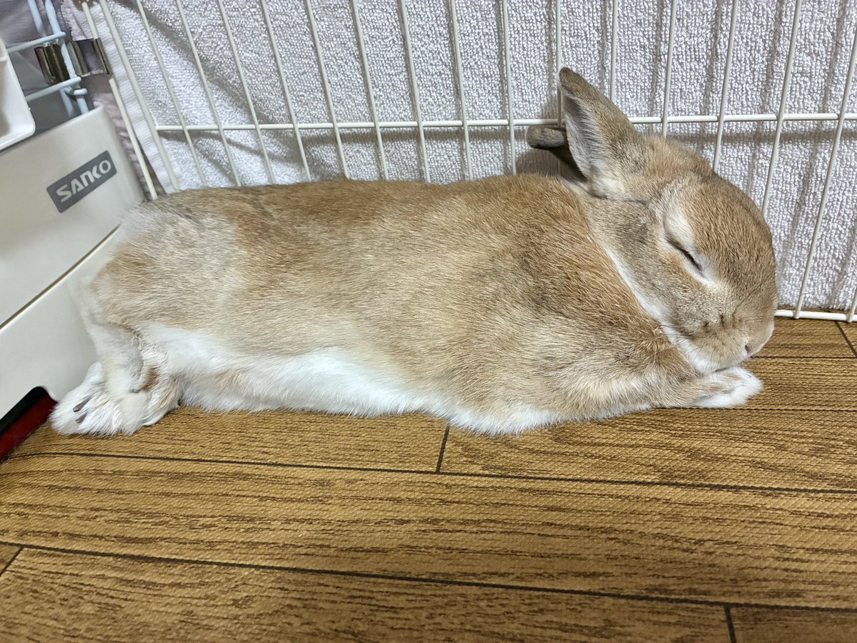 uchameru's tweet photo. 今日も気持ちよさそうに眠るうさぎ https://t.co/mdPRafroZI
