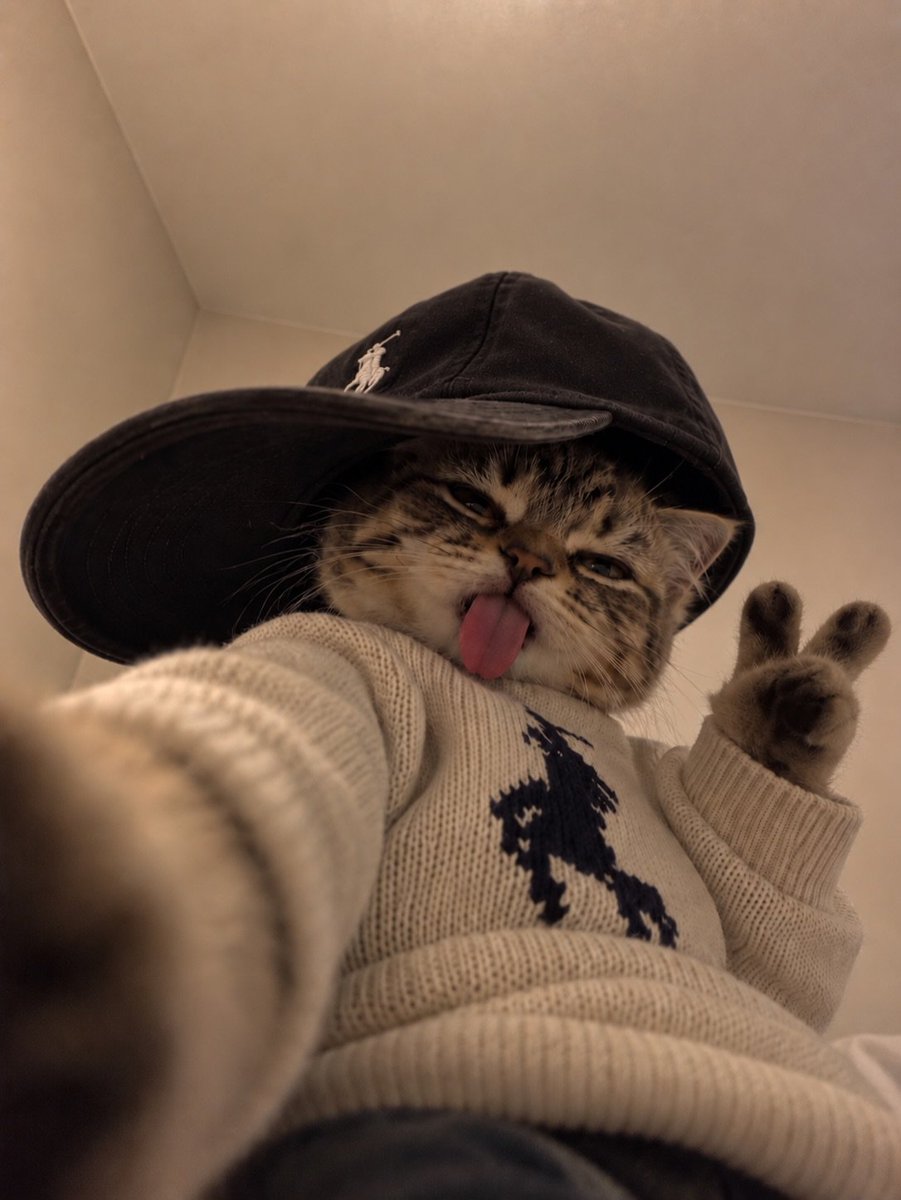 catflixseries's tweet photo. ✌️ https://t.co/HEGiNxzeGv