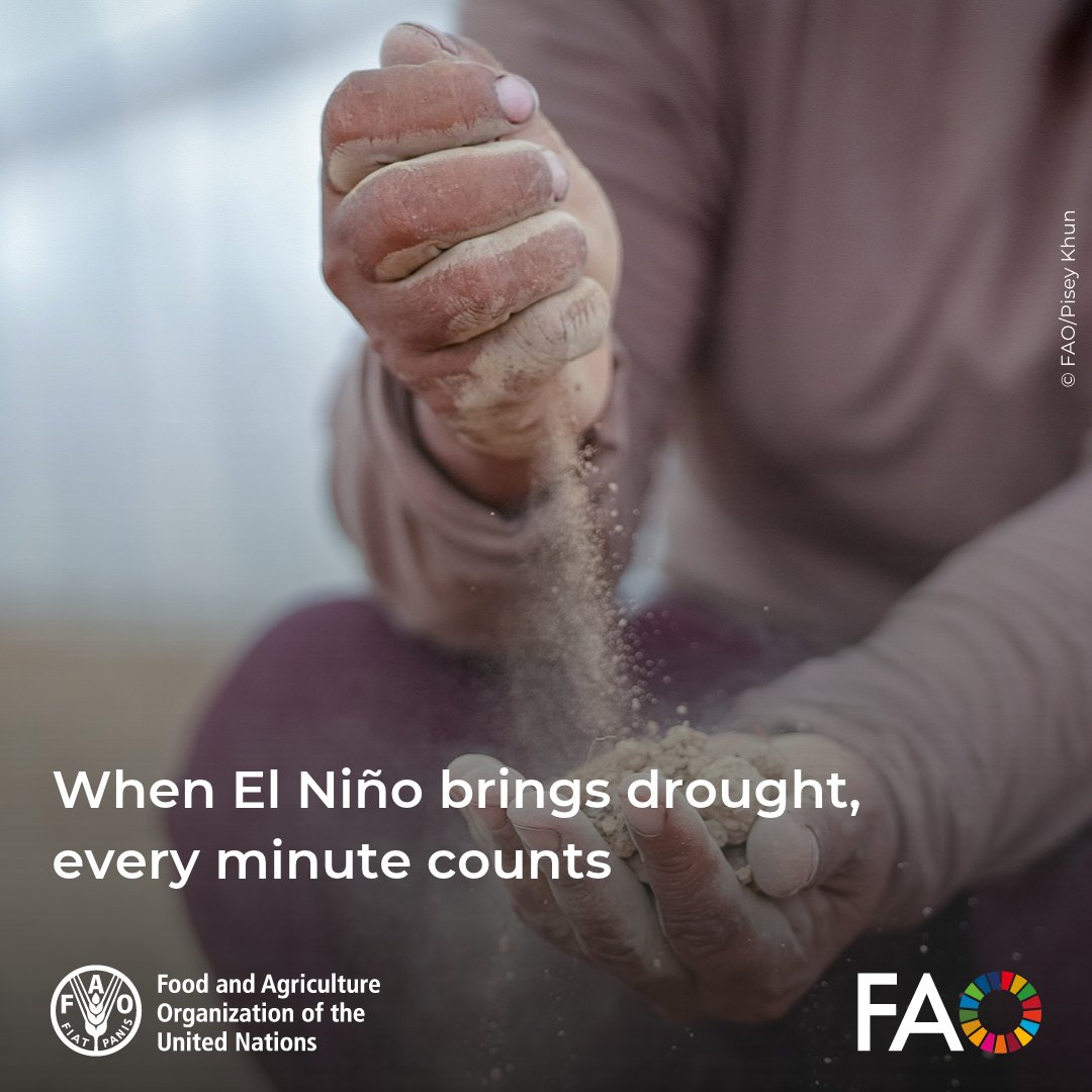FAOKnowledge's tweet photo. El Niño is delaying rains &amp; intensifying drought across South &amp; Southeast Asia, with Cambodia at high risk.

Through the @FAO-@theGCF PEARL project, over four thousand farmers are receiving climate information &amp; practical training to act in time.

More ➡️ https://t.co/4IF1g6X1Ci https://t.co/RBHlOcBijM
